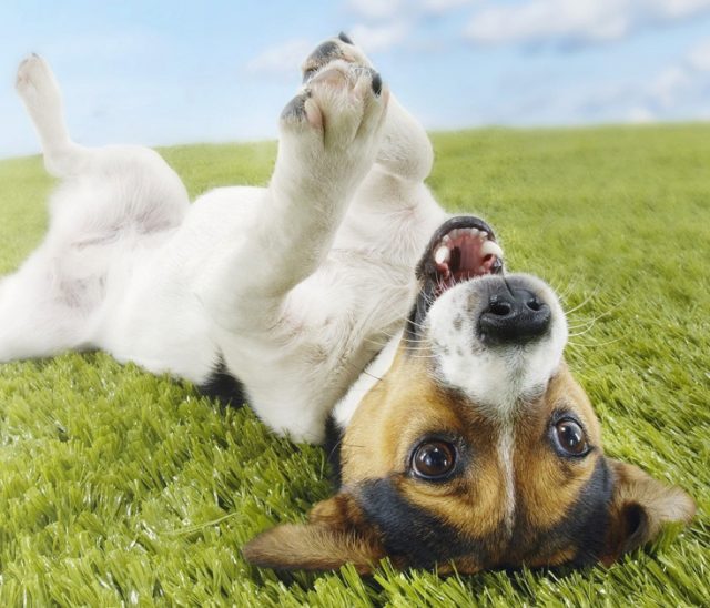 How to Ease Over Excitement in Dogs | BreezeGuard