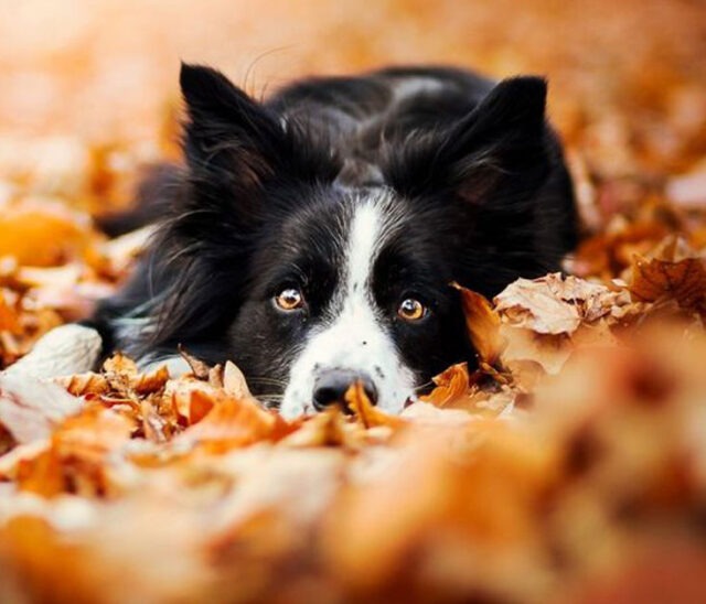 How to Take the Best Autumn Pictures of Your Dog | BreezeGuard