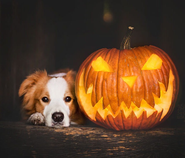 3 Halloween Tricks to Teach Your Dog | BreezeGuard